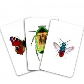 INSECTE DIN ROMÂNIA - VOCABULAR MONTESSORI