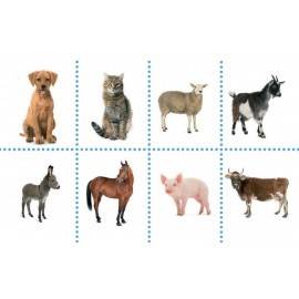 BINGOLETTO - ANIMALE