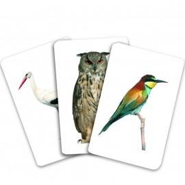 PĂSĂRI DIN ROMÂNIA - VOCABULAR MONTESSORI