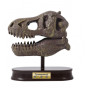 Kit de sapat - Craniu T-Rex