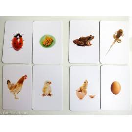 TRANSFORMĂRI DIN LUMEA VIE - ORDONARE MONTESSORI